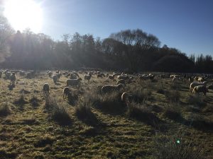 Schafe im Wiesengrund im Pegnitztal